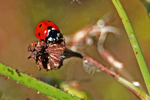 Seven Spotted Lady Beetle  Coccinella septempunctata,Geotagged,Seven-spot ladybird,United States