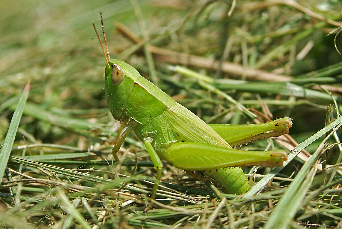 Short-winged Green Grasshopper  Dichromorpha viridis,Geotagged,Short-winged Green Grasshopper,United States