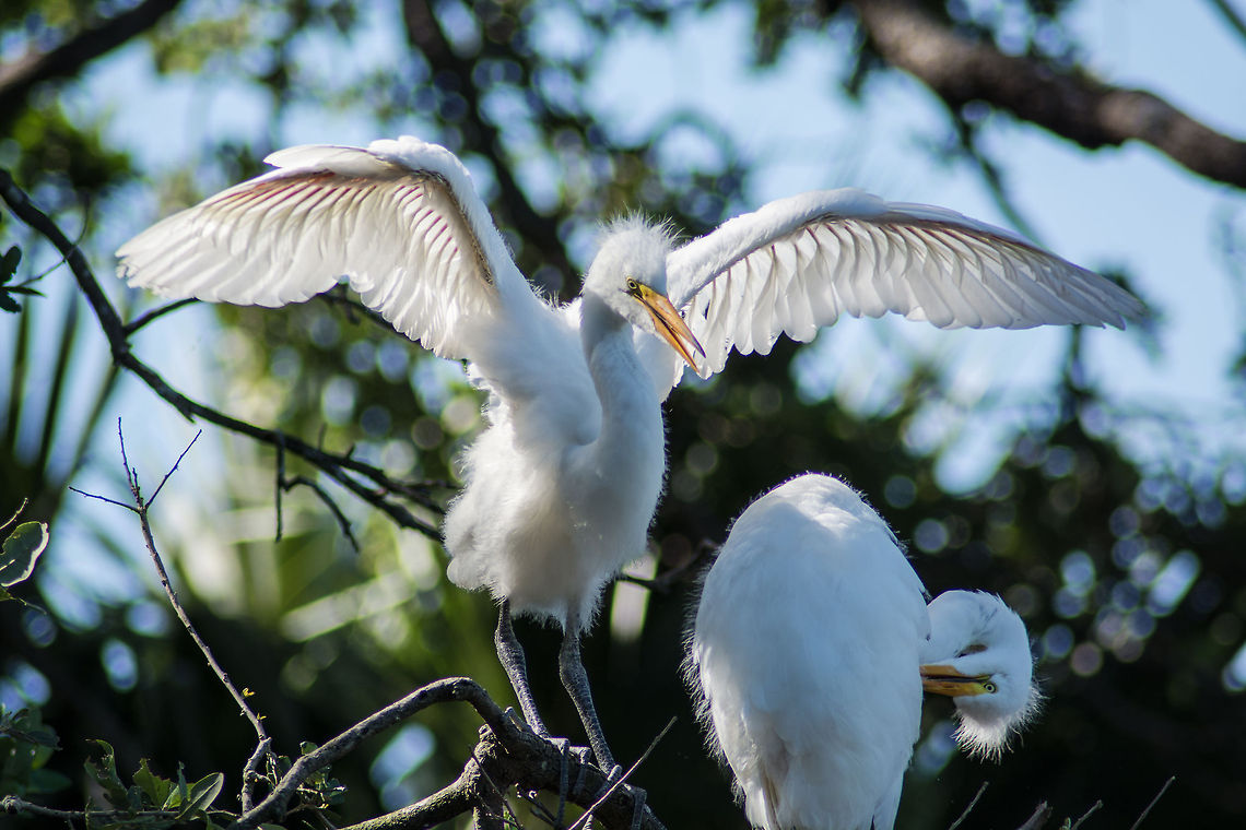 Great Egret Chicks A pair of Great Egret chicks at 2 months of age learning about their wings. Alligator Farm,Animals,Ardea alba,Aviary,Birds,Chicks,Florida,Geotagged,Great Egret,Great Heron,Mother,Nesting,Ornithology,Rookery,St Augustine,United States