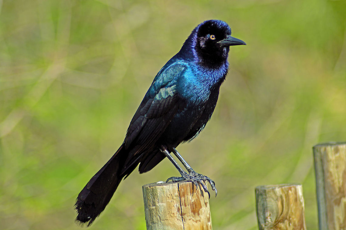 Boattailed Grackle  Alligator Farm,Aviary,Birds,Boat-tailed Grackle,Florida,Geotagged,Ornithology,Quiscalus major,Rookery,St Augustine,United States