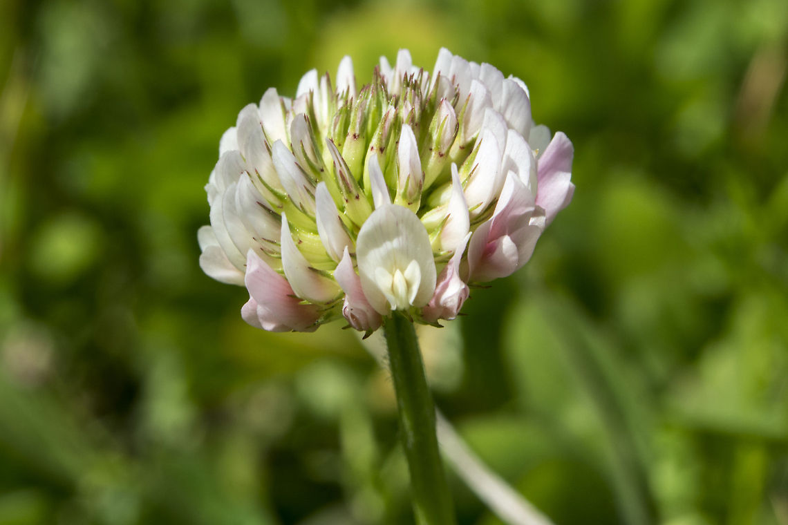 Clover  Geotagged,Trifolium repens,United States,White clover
