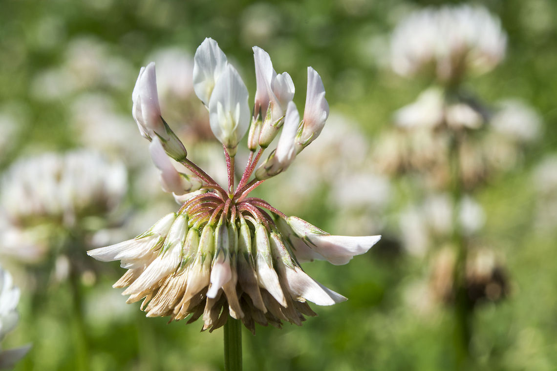 Clover  Geotagged,Trifolium repens,United States,White clover