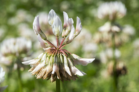 Clover  Geotagged,Trifolium repens,United States,White clover