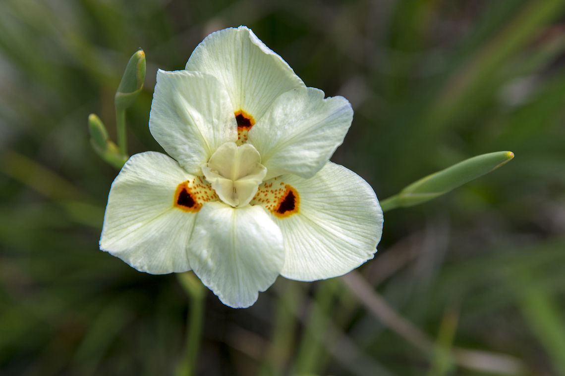 African Iris Dietes bicolor Dietes bicolor,Flower,Geotagged,United States,african,bicolor,bloom,cheerful,colorful,diates,flora,florida,gardening,happy,iris,nature,petals,plants,wild iris,yellow