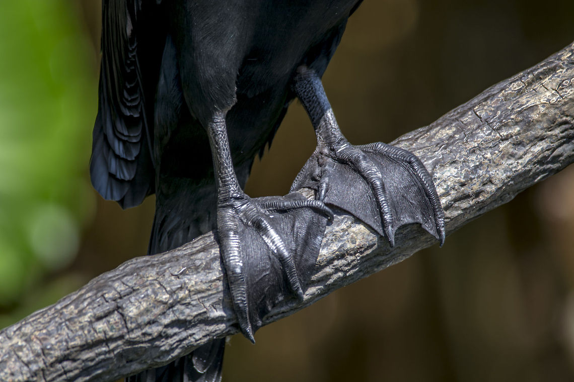 Cormorant Feet  Double-crested Cormorant,Geotagged,Phalacrocorax auritus,United States