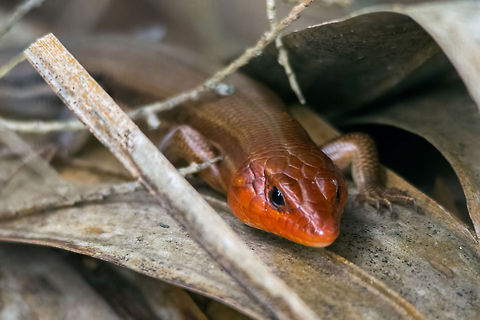 Broad-headed skink A spectacular species introduction, thanks for sharing! Promoted. Animals,Brown,Creature,Daylight,Dragon,Excited,Fauna,Florida,Nature,Oak,Palm Coast,Plestiodon laticeps,Red,Reptiles,Skink,Spring,Summer,Tranquil,United States,Vacation