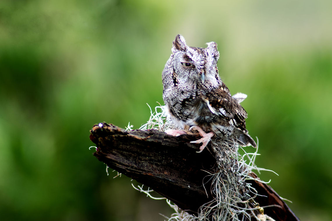 Eastern Screech Owl Birds of Prey Animals,Birds,Black,Bored,Brown,Creature,Eastern Screech Owl,Fauna,Florida,Gold,Green,Happy,Hungry,Megascops asio,Nature,Perching,Ponte Vedra,Screach Owl,Sharp,Spring