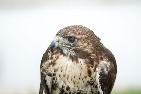Red Shouldered Hawk Birds of Prey Animals,Birds,Black,Brown,Buteo jamaicensis,Buteo lineatus,Creature,Estero,Fauna,Florida,Gold,Green,Hungry,Nature,Perching,Ponte Vedra,Portrait,Posing,Red,Red Shoulder Hawk