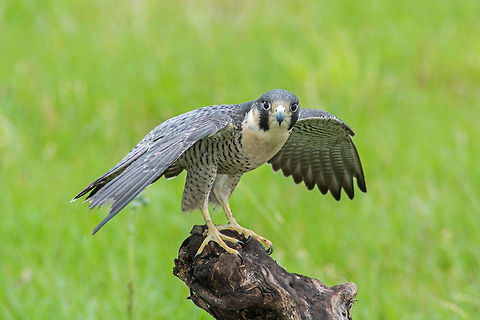 Peregrine Falcon Male Peregrine Falcon. Animals,Birds,Black,Bored,Creature,Excited,Falco peregrinus,Falcon,Fauna,Florida,Flying,Frisky,Green,Happy,Hungry,Peregrine Falcon,Perigrine,Ponte Vedra,Portrait,Sharp
