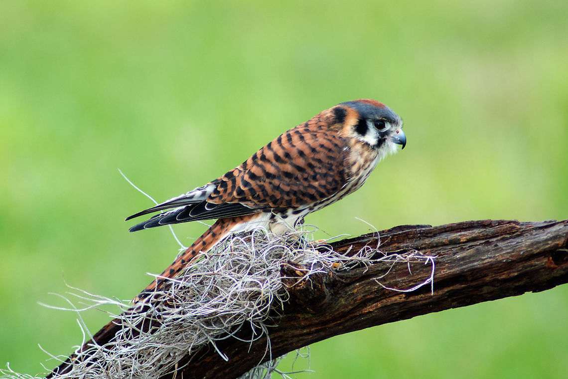Kestrel Female Kestrel - Americas smallest falcon. American Kestrel,Animals,Birds,Black,Bored,Brown,Creature,Excited,Falco sparverius,Falcon,Fauna,Florida,Gold,Green,Happy,Hungry,Kestrel,Nature,Perching,Ponte Vedra