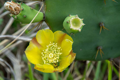 Prickly Pear and Sweet Bee Prickly Pear Cactus with a Sweet Bee loading up on pollen. Erect Prickly Pear,Geotagged,Opuntia stricta,United States