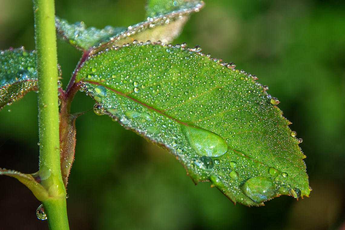 Morning Dew on a Rose Leaf  Brown,Common Rose,Flora,Florida,Flowers,Geotagged,Happy,Nature,Oak,Pachliopta aristolochiae,Pachliopta hector,Palm Coast,Red,Relaxed,Roses,United States,Vacation,Washington Oaks Gardens State Park,White