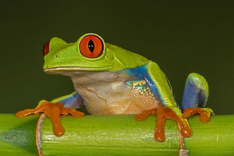 Red Eyed Tree Frog Agalychnis callidryas Agalychnis callidryas,Geotagged,Red-eyed tree frog,Spring,United States
