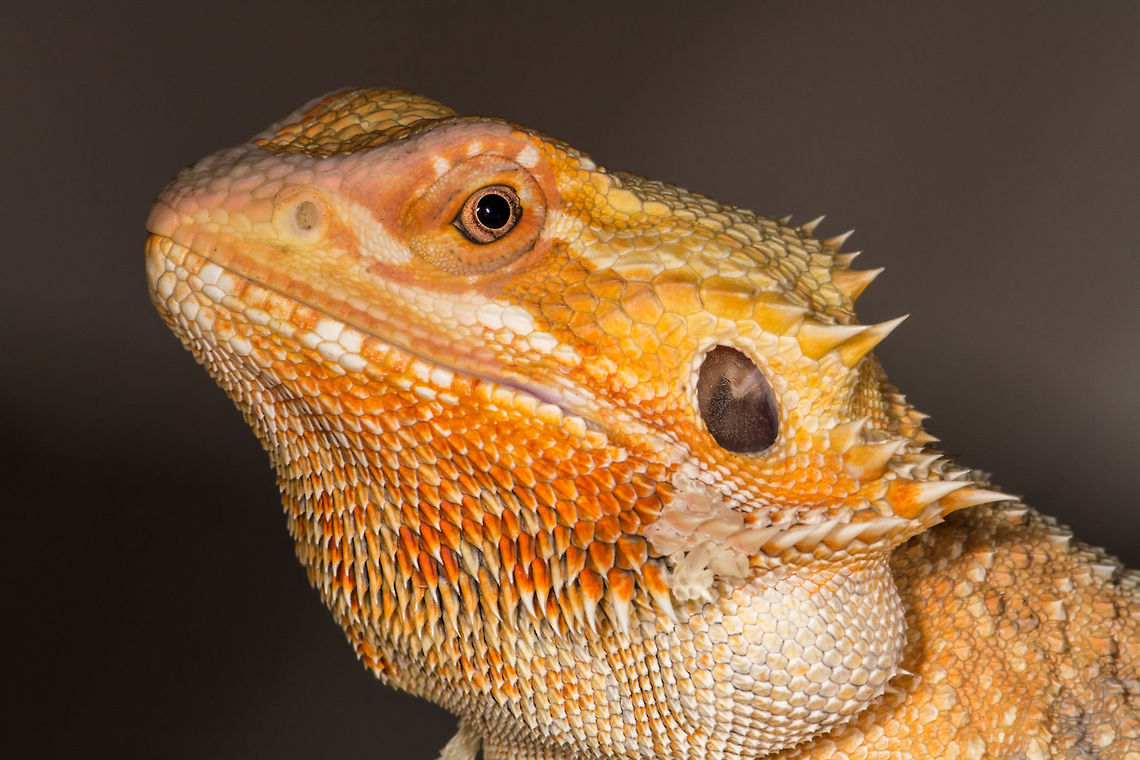 Bearded Dragon  Geotagged,Pogona vitticeps,Spring,United States