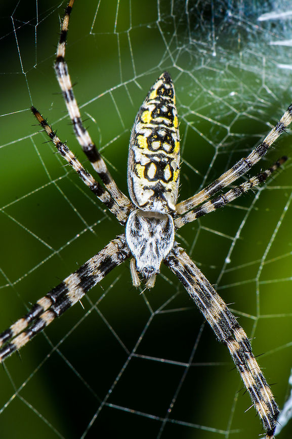 Black & Yellow Garden Spider  Argiope aurantia,Geotagged,Spring,United States,Yellow Garden Spider