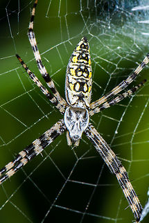 Black & Yellow Garden Spider  Argiope aurantia,Geotagged,Spring,United States,Yellow Garden Spider