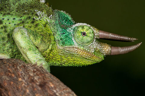 Jackson's 3-horned Chameleon (female) Geotagged,Jacksons chameleon,Spring,Trioceros jacksonii,United States