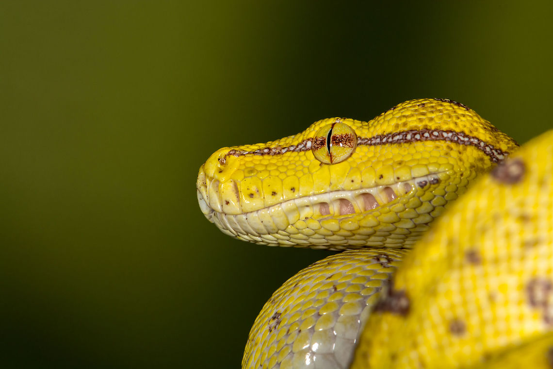 Green Python (juvenile)  Geotagged,Green tree python,Morelia viridis,Spring,United States