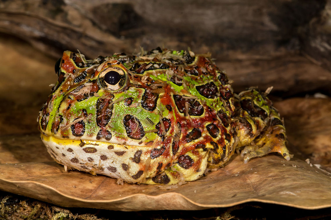 Argentine horned frog "Pacman frog"  Argentine Horned Frog,Ceratophrys ornata,Geotagged,Spring,United States