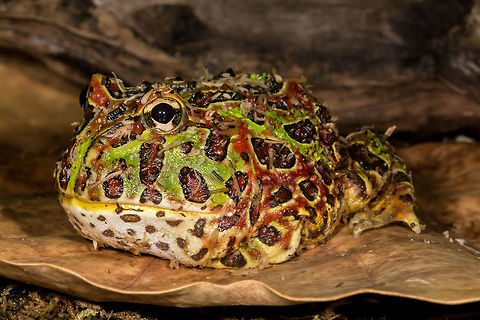 Argentine Horned Frog