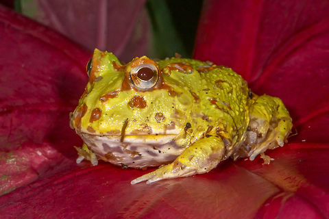 Pacman Frog Lemon  Geotagged,Spring,United States