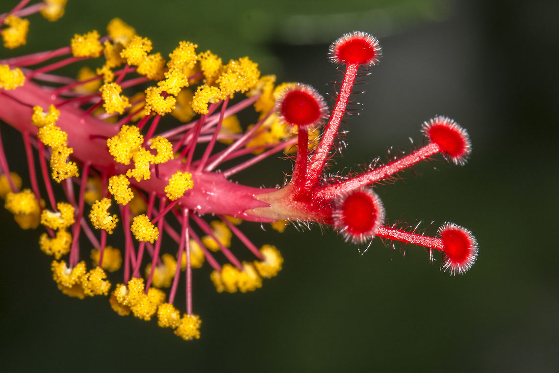 Hibiscus  Chinese hibiscus,Fall,Flower,Geotagged,Hibiscus,Hibiscus rosa-sinensis,United States