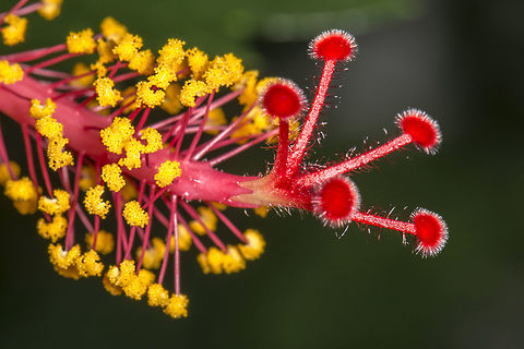 Hibiscus  Chinese hibiscus,Fall,Flower,Geotagged,Hibiscus,Hibiscus rosa-sinensis,United States