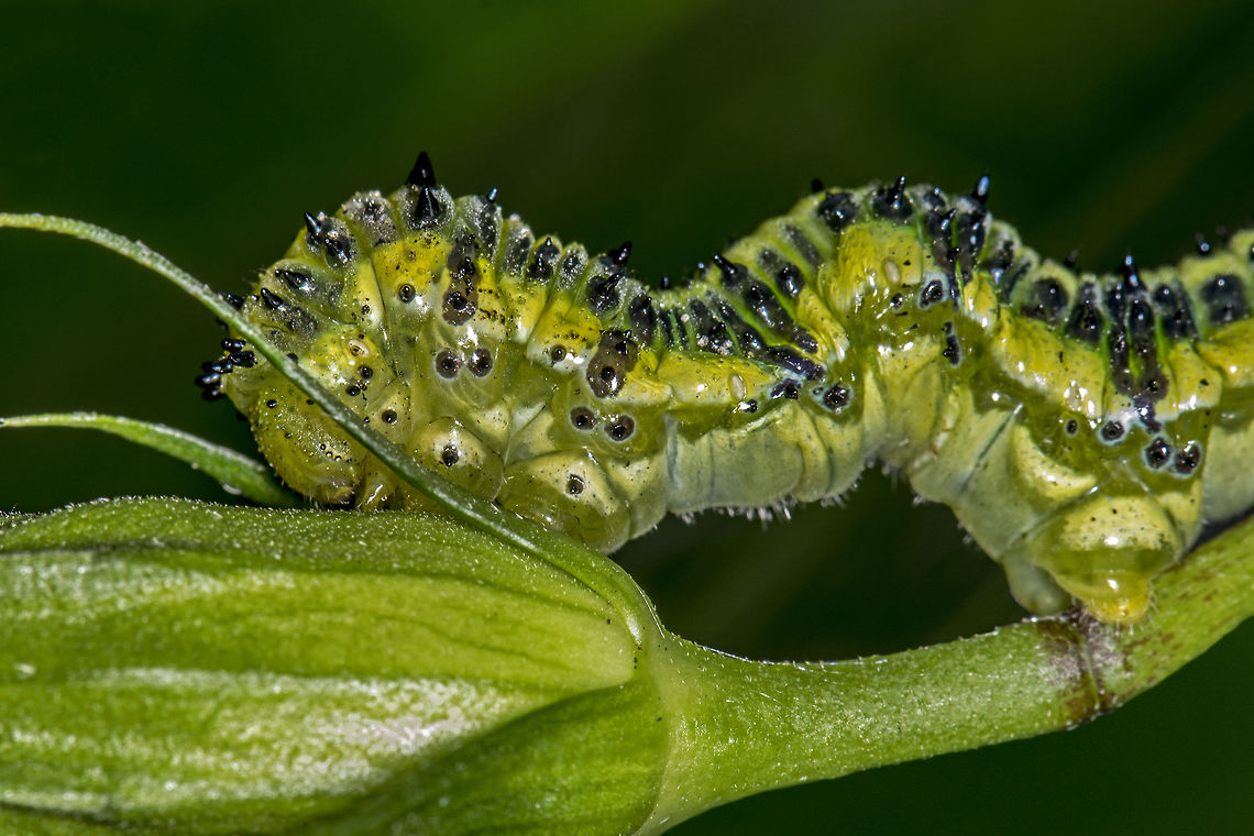 Caterpillar Eating Hibiscus Dad's Backyard,Fall,Florida,Geotagged,Hibiscus,Jacksonville,USA,United States
