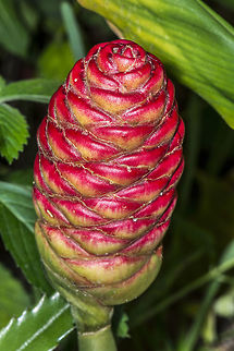 Pinecone Ginger  Awapuhi,Fall,Geotagged,United States,Zingiber zerumbet