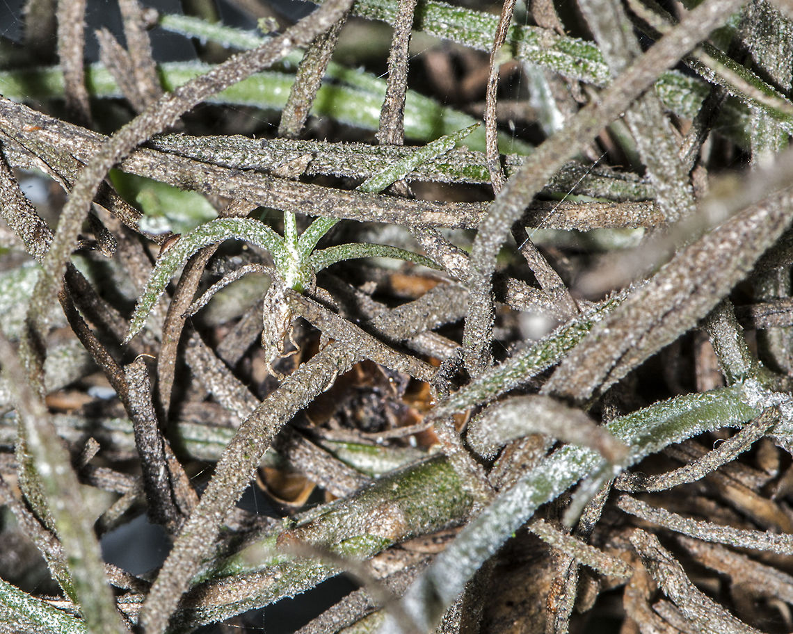 Air Plant Growing on a Holly tree Fall,Geotagged,United States