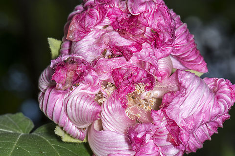 Confederate Rose  Fall,Flower,Geotagged,Hibiscus mutabilis,United States
