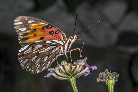 Gulf Fritillary  Agraulis vanillae,Flower,Gulf fritillary