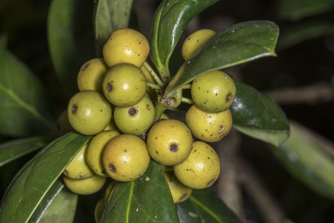 Holly  Fall,Geotagged,United States