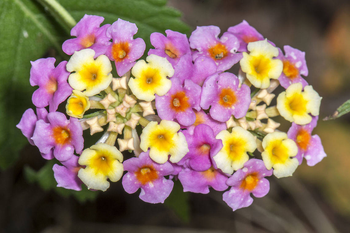 Lantana  Fall,Flower,Geotagged,Lantana camara,Spanish Flag,United States