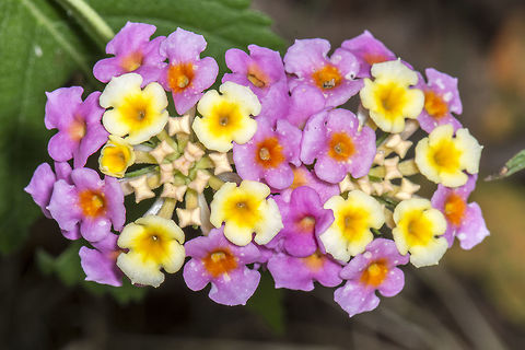 Lantana  Fall,Flower,Geotagged,Lantana camara,Spanish Flag,United States