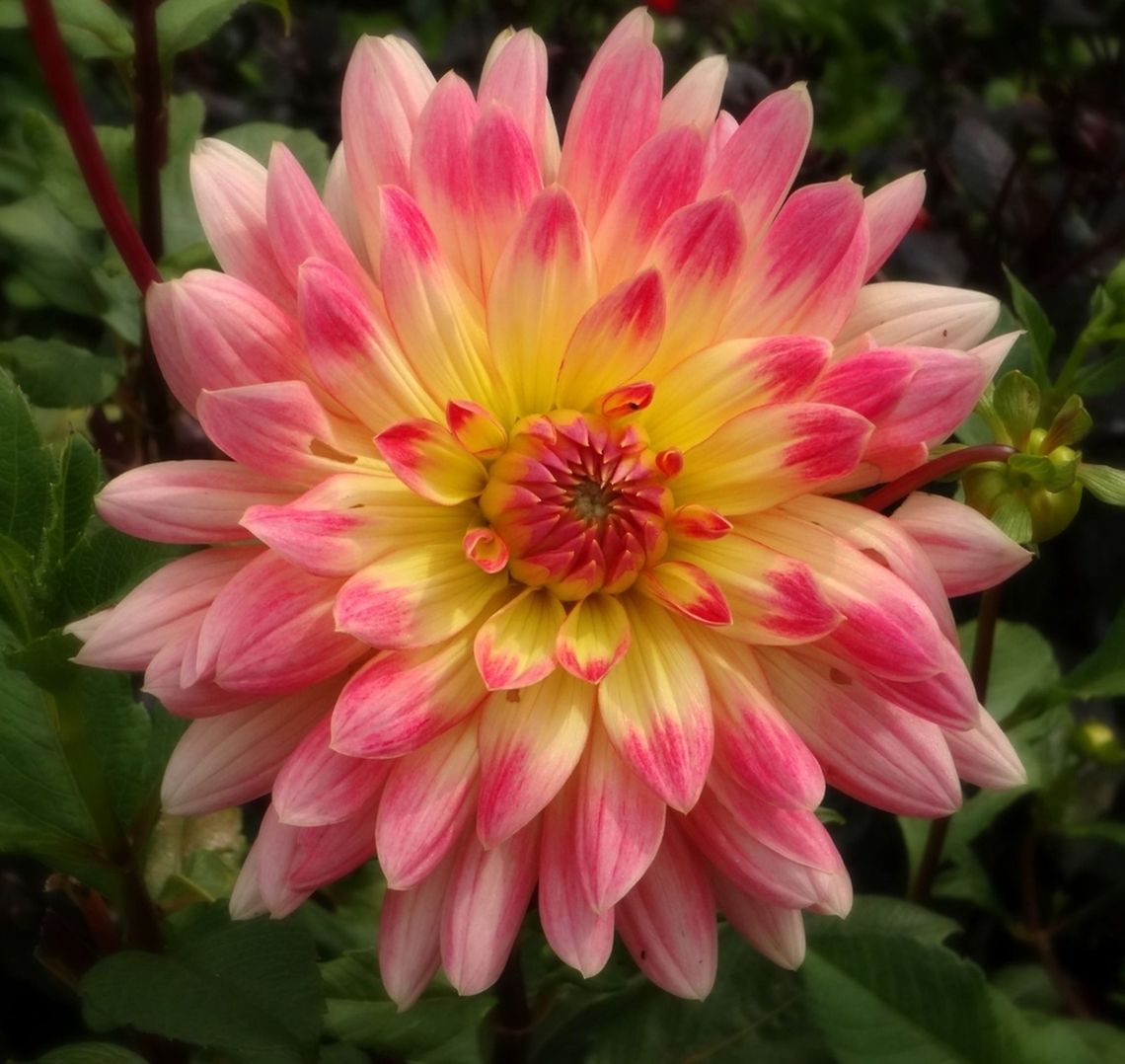 The Perfect Pink & Yellow Dahlia A happy accident :) Dahlia x hortensis Guillaumin,Geotagged,United States