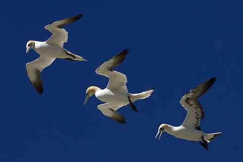 SULE_IN_VOLO_DSC_0112 Gannets in flight - Bass Rock - Scotland - UK Morus bassanus,Northern Gannet