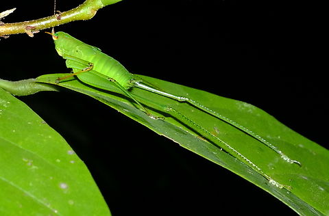 Bush Cricket    Hello to everyone. I will like to identified this small green long-legged katydid, photography in nighttime in Sarawak, Borneo. Have 3 colors eyes, some one known which specie or family ?? Thanks. Geotagged,Malaysia,Orthoptera Identification,Summer