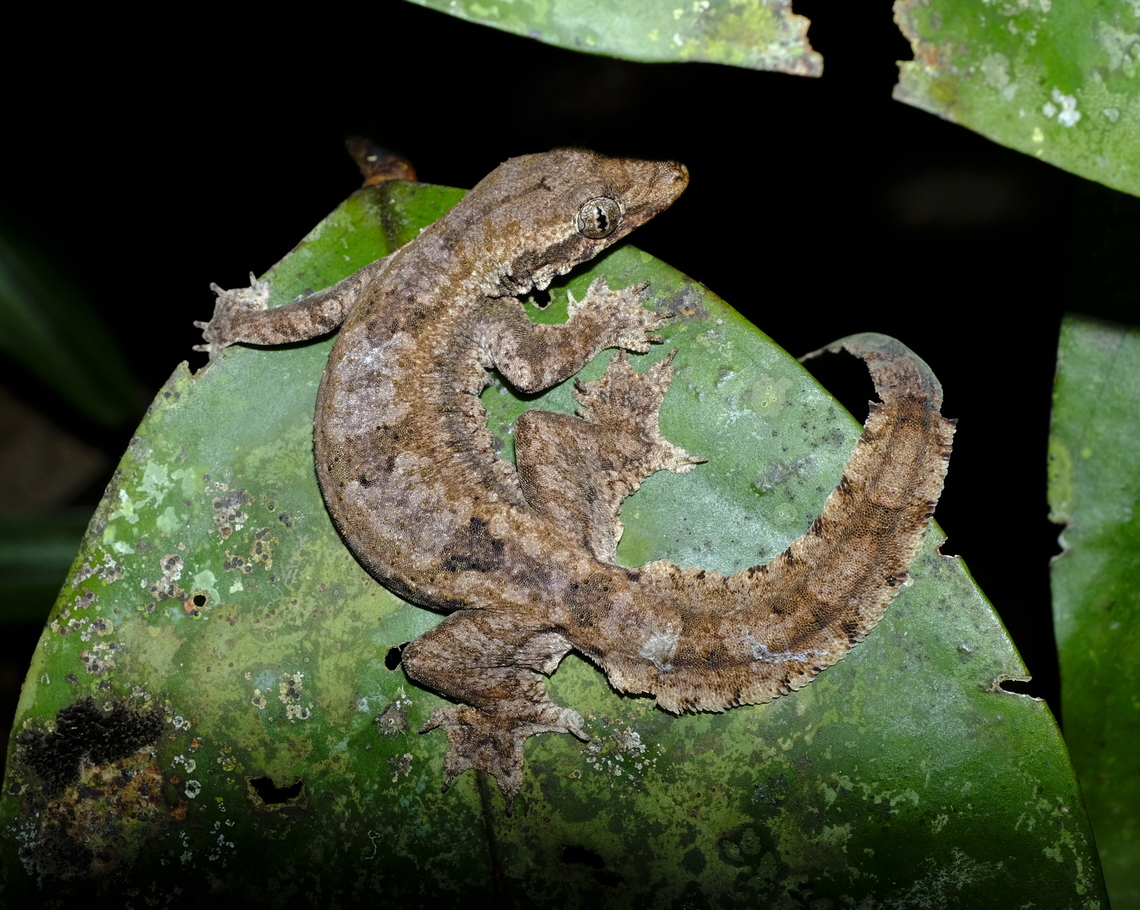 Flying Gecko  Fall,Frilled Gecko,Geotagged,Hemidactylus craspedotus,Malaysia