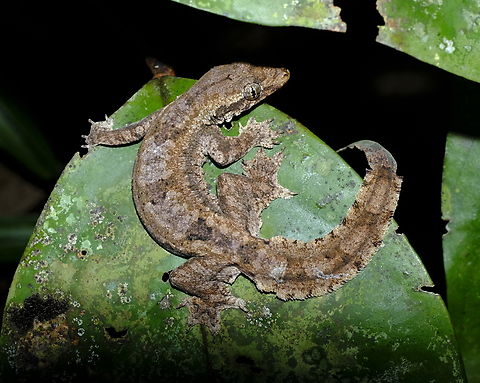 Flying Gecko  Fall,Frilled Gecko,Geotagged,Hemidactylus craspedotus,Malaysia