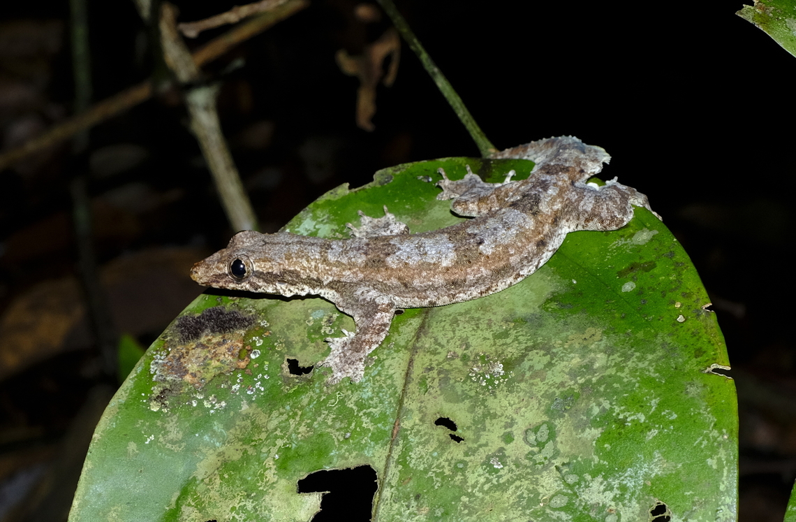 Flying Gecko  Fall,Frilled Gecko,Geotagged,Hemidactylus craspedotus,Malaysia