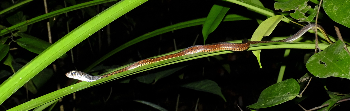 Little Snake  Spotted Keelback,Xenochrophis maculatus