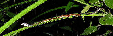 Little Snake  Spotted Keelback,Xenochrophis maculatus