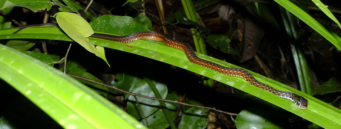 Little Snake  Large-eyed Water Snake,Xenochrophis maculatus
