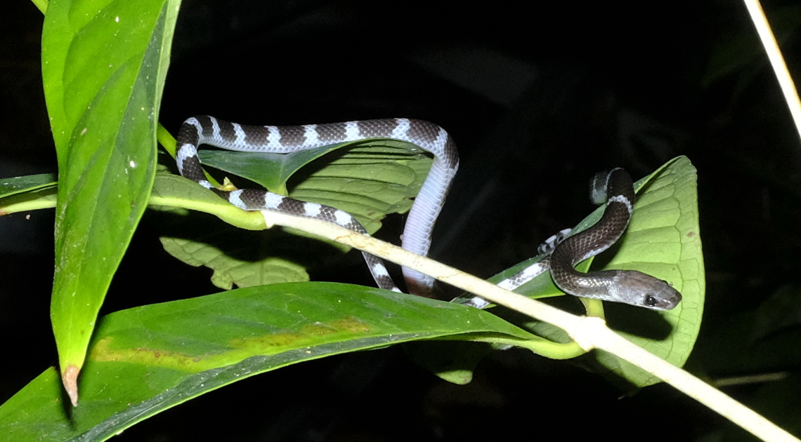 Lycodon subcinctus    Little nocturnal black and white snake from Sarawak, Borneo, Malaysia. Lycodon subcinctus,Malayan Banded Wolf Snake