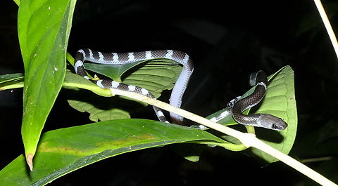 Lycodon subcinctus    Little nocturnal black and white snake from Sarawak, Borneo, Malaysia. Lycodon subcinctus,Malayan Banded Wolf Snake