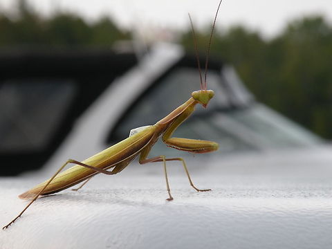 Mantis sitting on a boat Mantis, somewhere in a harbor Ontario, Canada Insects,Macro,Mantis,Mantodea