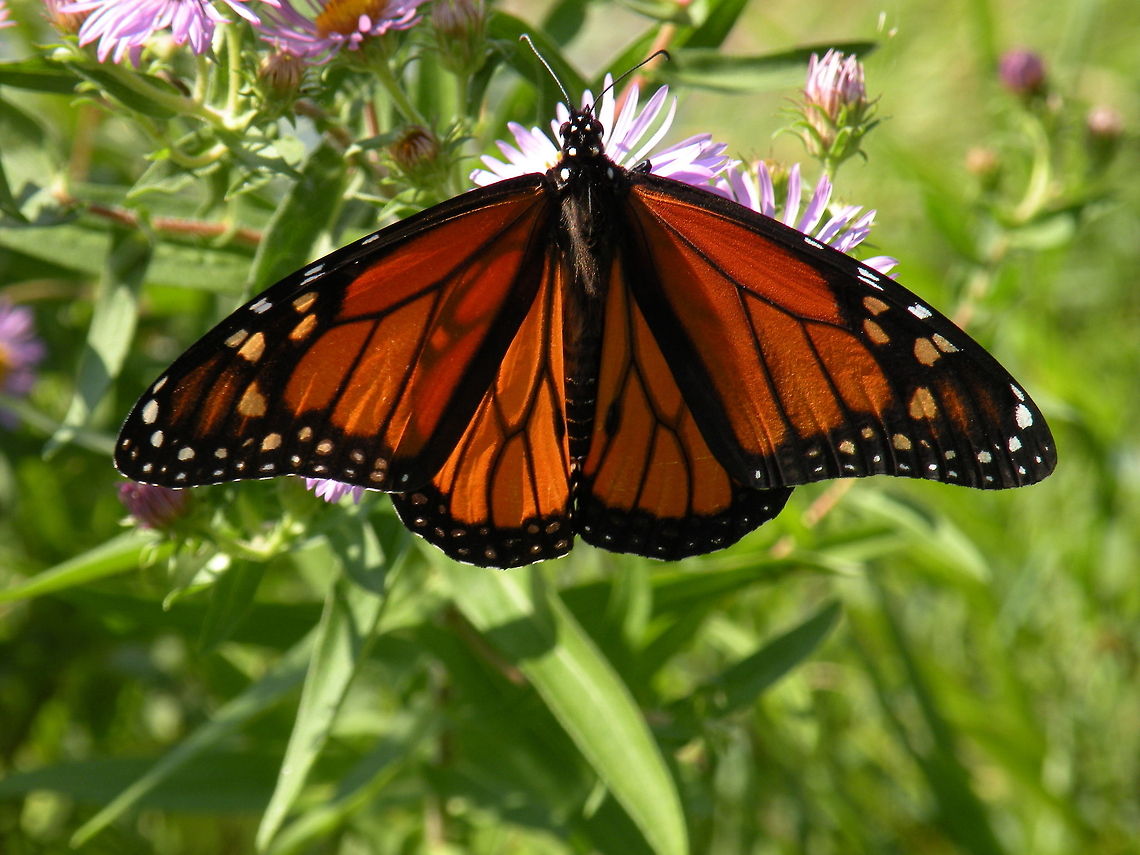 Monarch Butterfly Butterfly, Ontario, Canada Butterfly,Danaus plexippus,Insects,Monarch