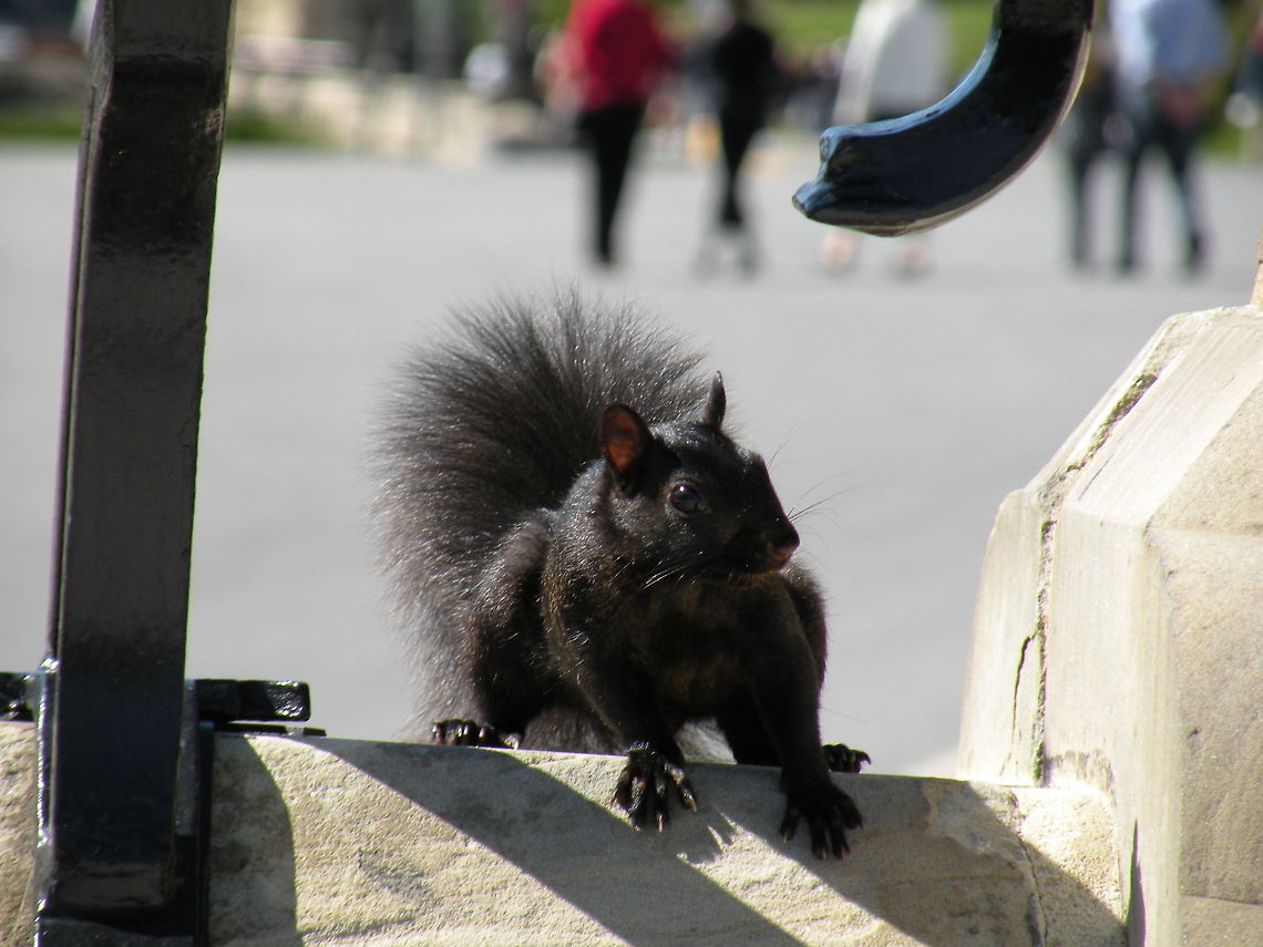 Black squirrel Black squirrel, parliament building gardens, Ottawa, Canada Eastern gray squirrel,Mammals,Sciuridae,Sciurus carolinensis,Squirrel