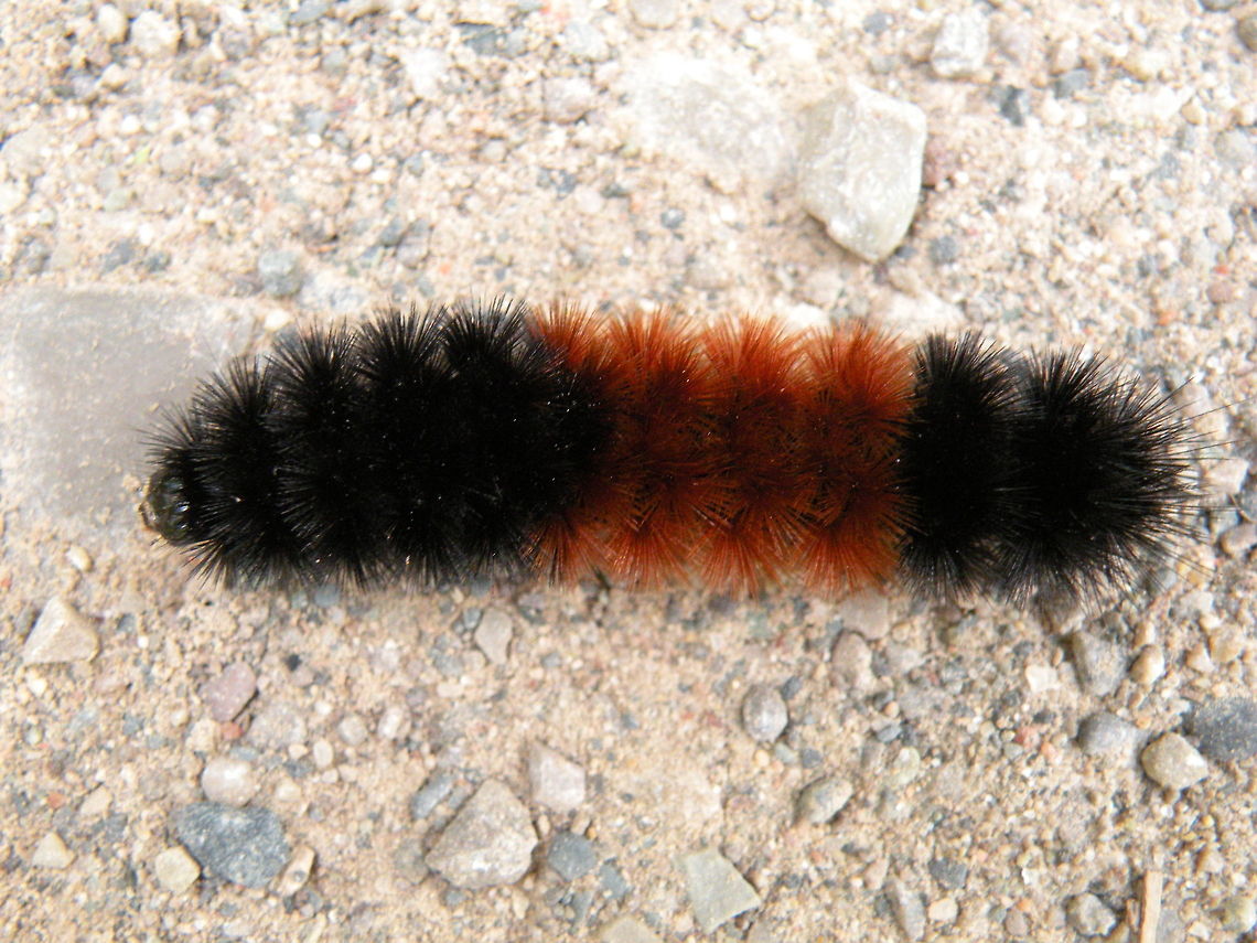 Furry caterpillar Caterpillar, Ontario, Canada Pyrrharctia isabella,caterpillar